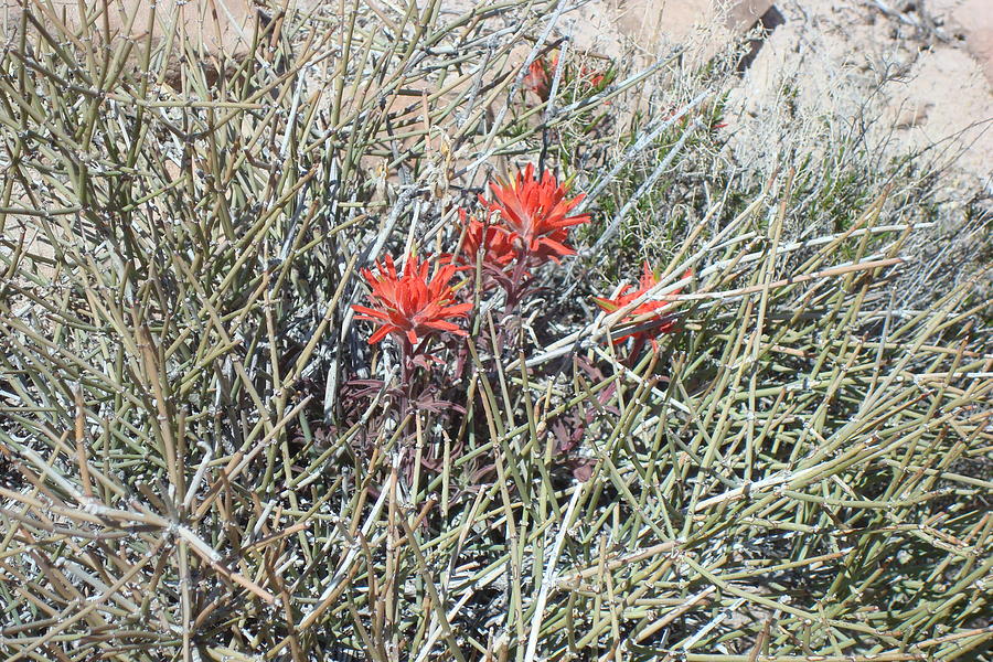 Indian Paintbrush Photograph by Susan Woodward