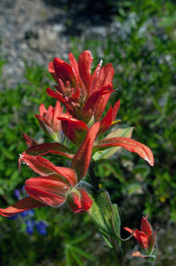 Indian Paintbrush Photograph by Tikvahs Hope