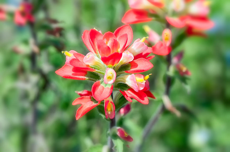 Indian Paintbrush 1 Photograph by Victor Culpepper