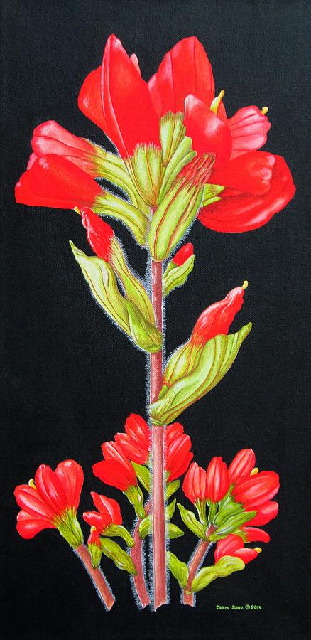 Indian Paintbrush Wild Flower Painting by Carol Sabo