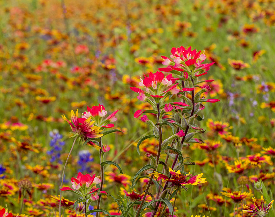 Indian Paintbrushes and Blankets Photograph by Steven Schwartzman