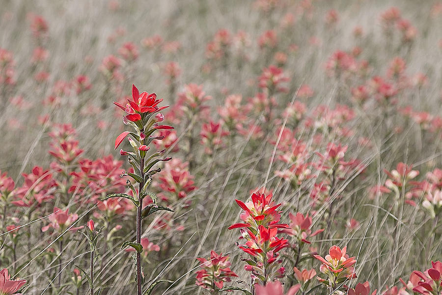 Indian Paintbrushes Photograph by Mark McKinney