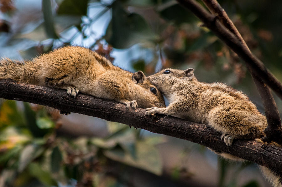 Squirrel Photograph - Indian Palm Squirrel by Gaurav Singh
