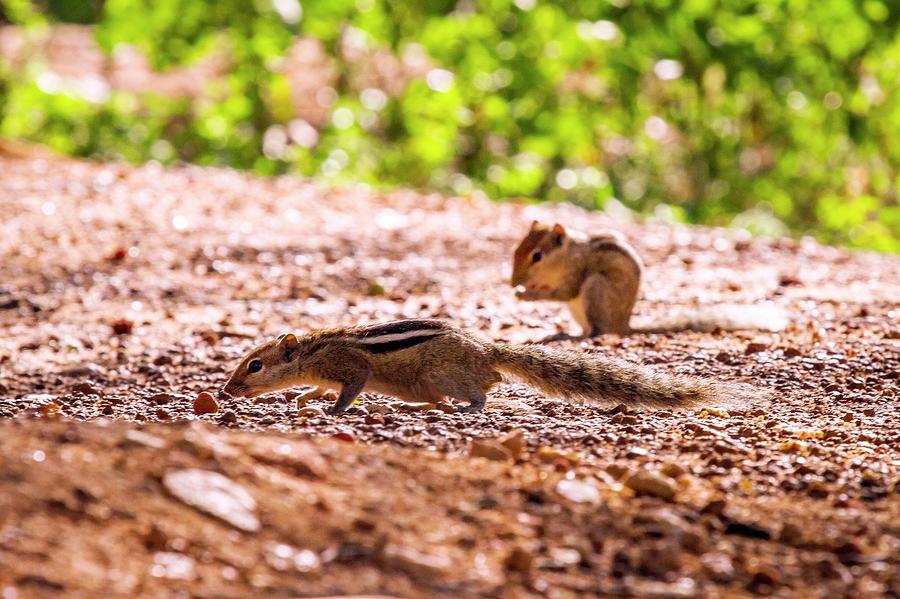 Indian Palm Squirrels Foraging Photograph by Paul Williams