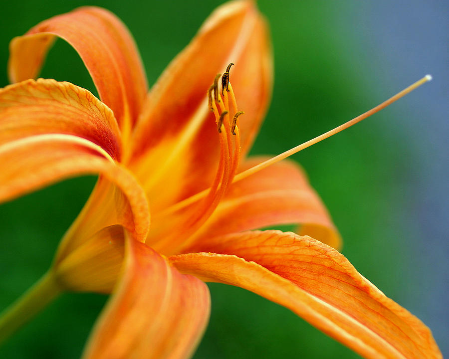 Lily Photograph - Indian Park Lily by Gene Walls