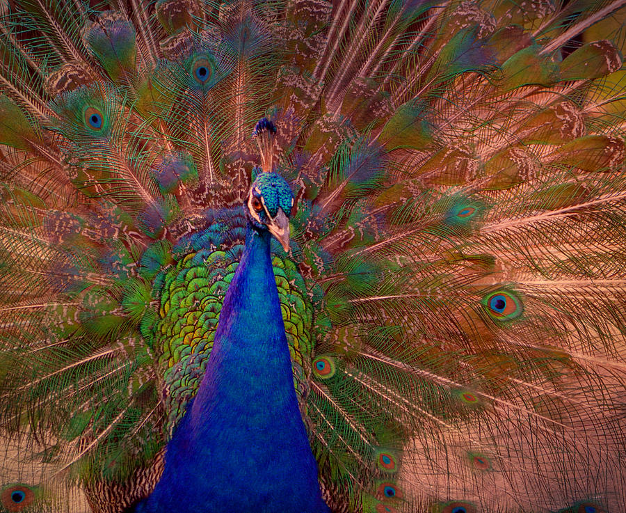 Indian Peacock 2 Photograph by Deena Stoddard