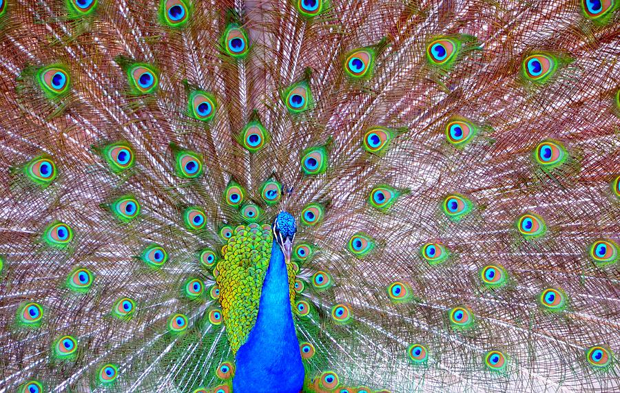 Indian Peacock Photograph by Deena Stoddard