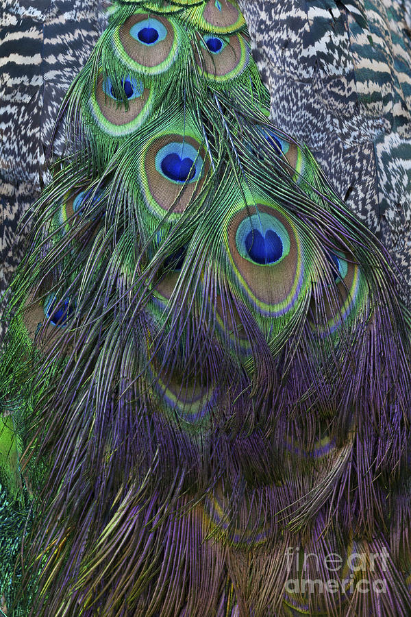 Indian Peacock Photograph by Diane Macdonald