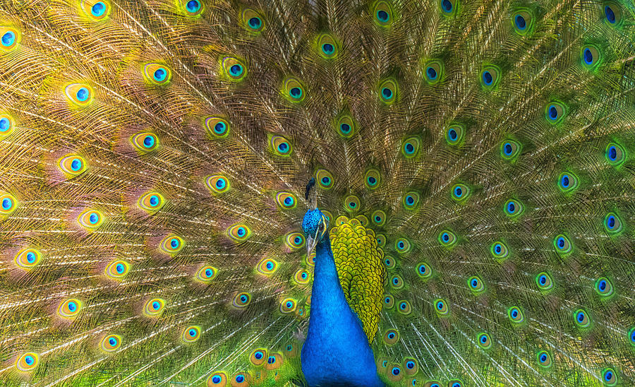 Indian peafowl feathers close up head with spread wings. Pavo cristatus Photograph by Daniel Hernanz Ramos