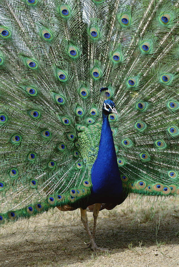 Indian Peafowl Male In Full Display Photograph by Tui De Roy