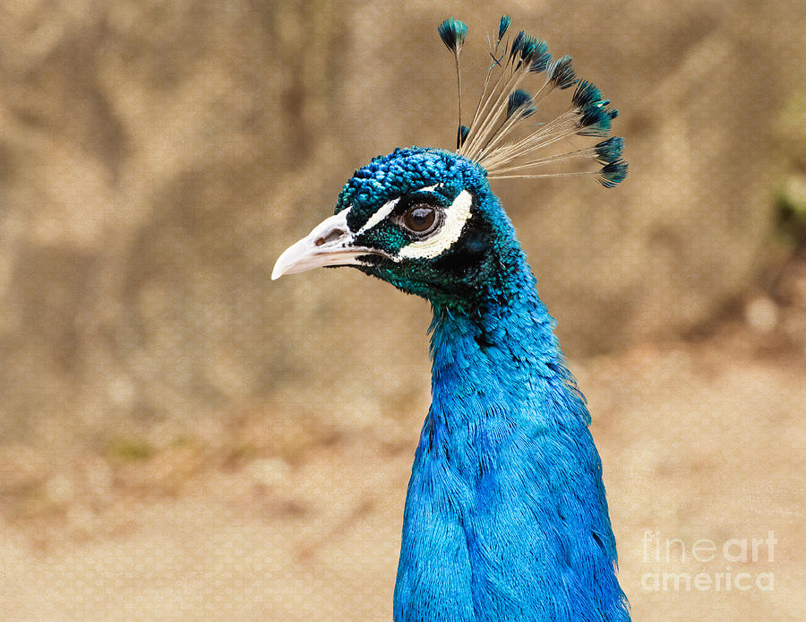 Feather Photograph - Indian Peafowl Profile by Mary Jane Armstrong