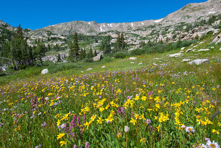 Indian Peaks Wildflower Meadow Photograph by Cascade Colors