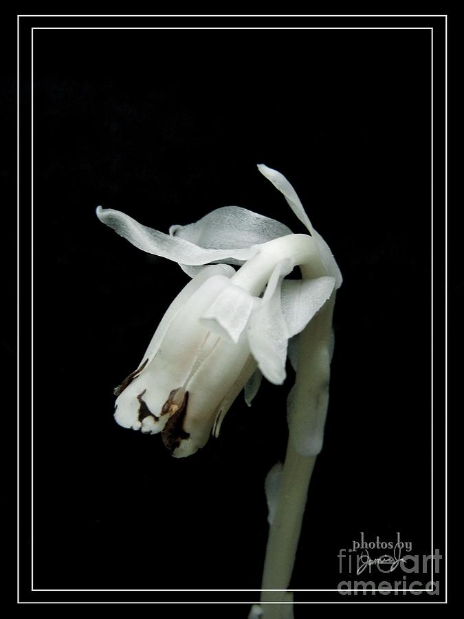 Flower Photograph - Indian Pipe 2 by Jamie Johnson