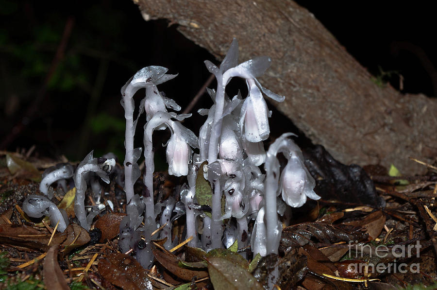 Indian Pipe Photograph by Adria Trail
