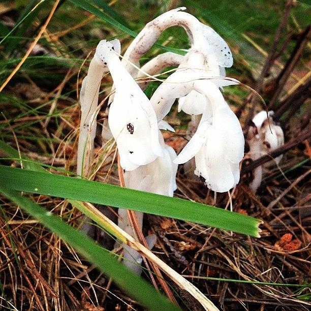 Nature Photograph - Indian Pipe by Christy Beckwith