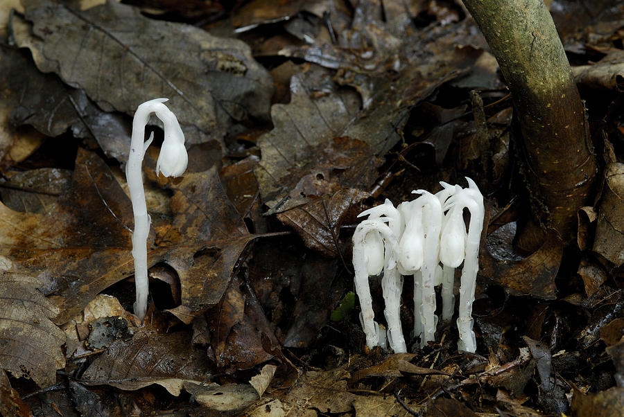 Indian Pipe Photograph by Martin Shields