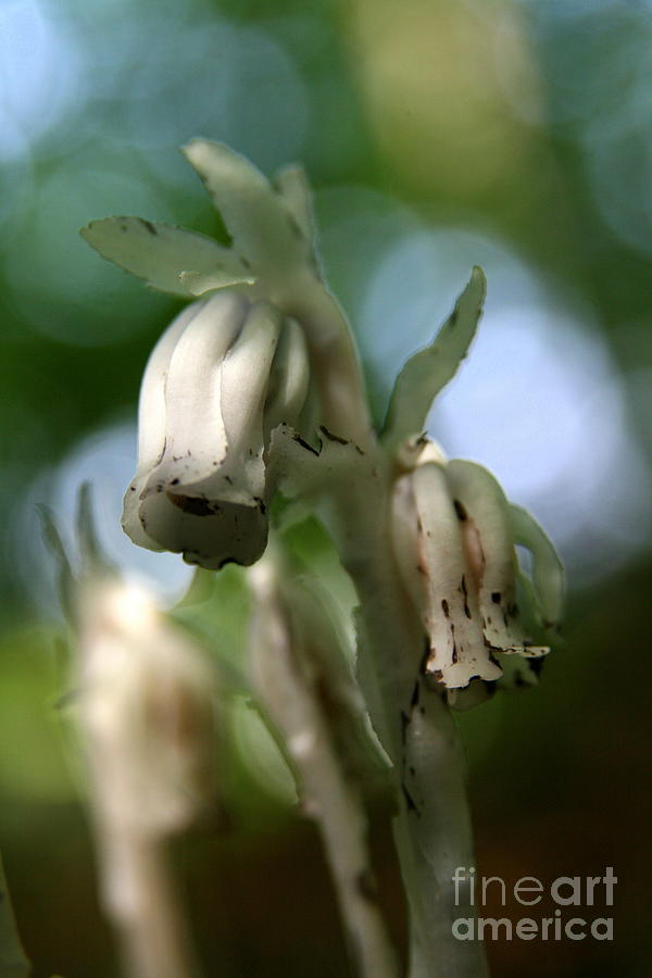 Indian Pipe No. 2 Photograph by Neal Eslinger