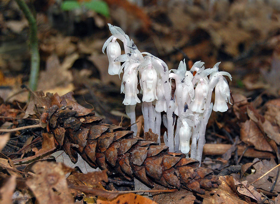 Indian Pipes and Pine Cone Photograph by Michael Peychich