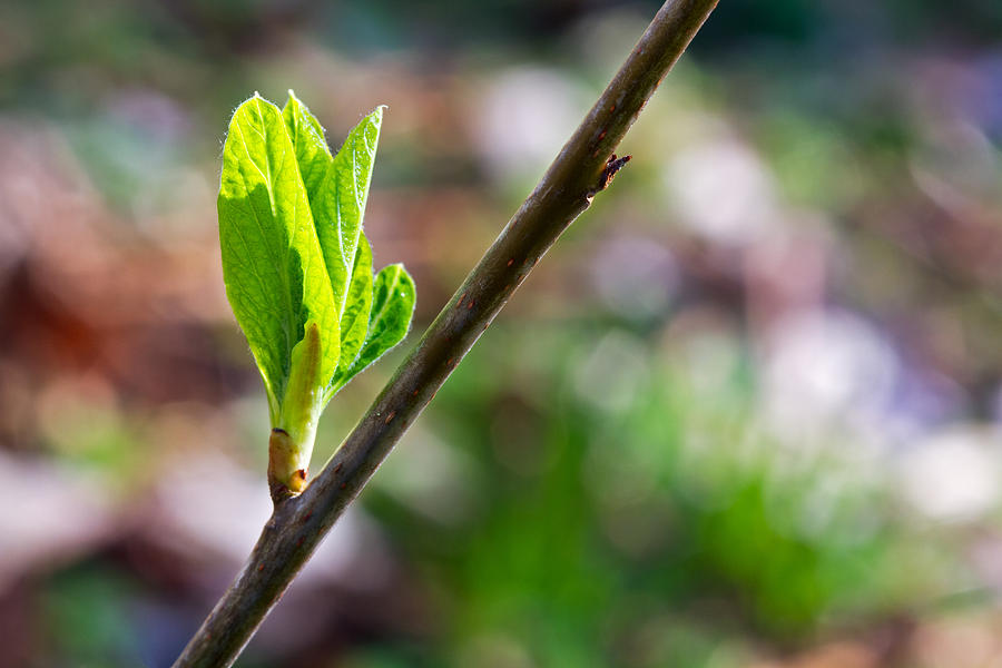 Indian Plum Leaf Bud Photograph by Michael Russell