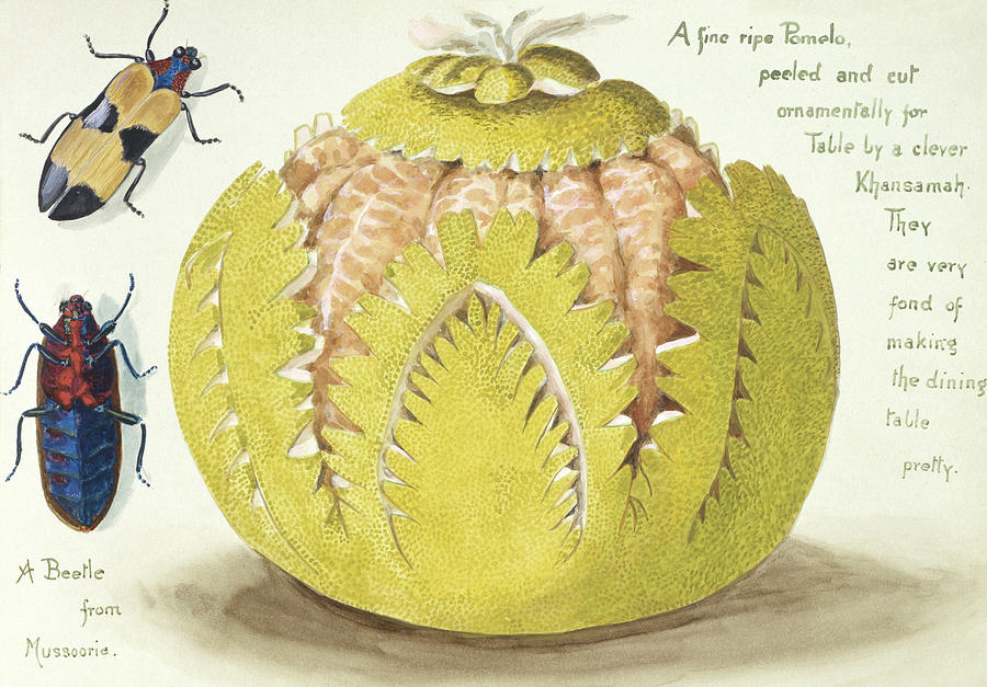 Indian Pomelo Photograph by Natural History Museum, London/science Photo Library