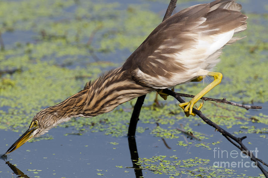 Indian Pond Heron Photograph by William H. Mullins