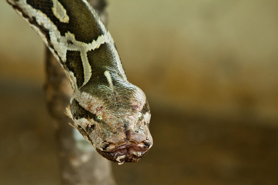 Indian Python Photograph by SAURAVphoto Online Store