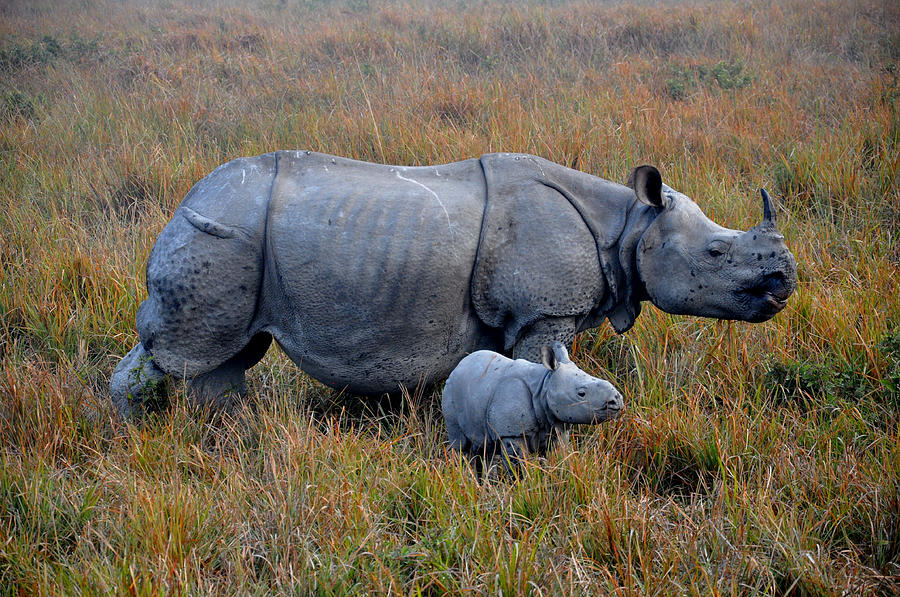 Indian rhino and baby Photograph by Photo by Ajay Ojha