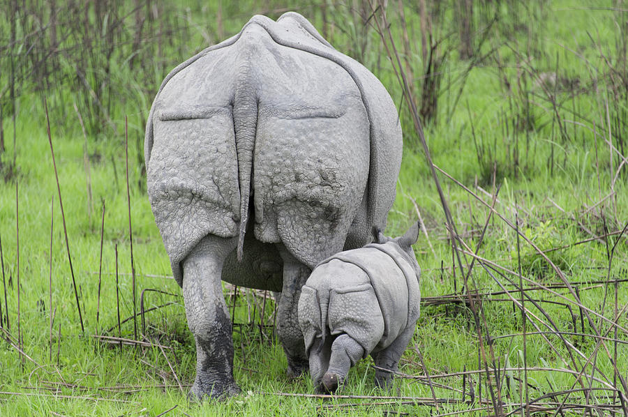 Indian Rhinoceros And Week Old Calf Photograph by Suzi Eszterhas