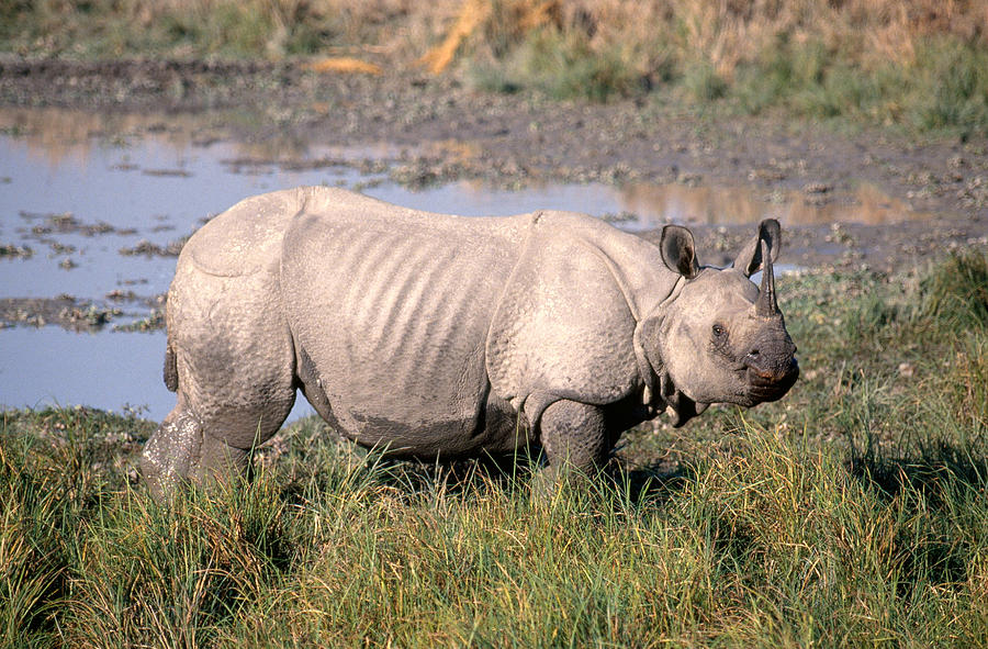 Indian Rhinoceros Photograph by E. Hanumantha Rao