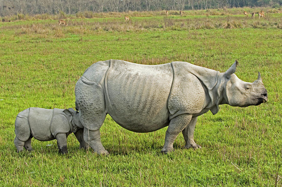 Indian Rhinoceroses Photograph by Tony Camacho/science Photo Library ...