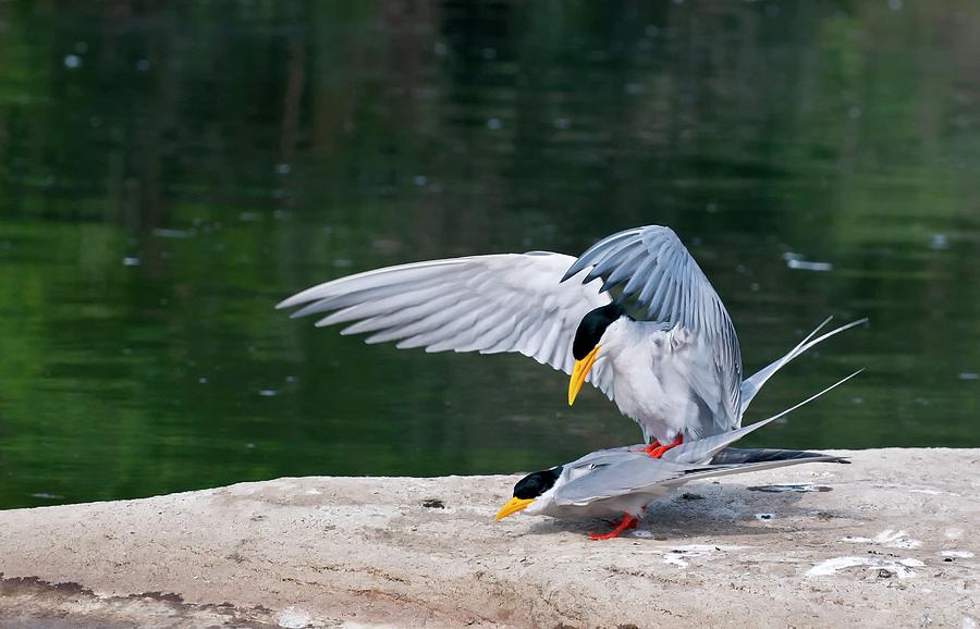 Indian River Terns Mating Photograph by K Jayaram - Fine Art America