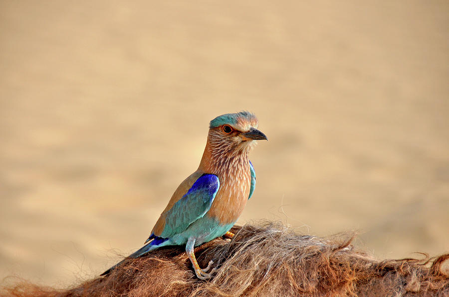 Indian Roller Catching Ride On Camel Photograph by Jessica Solomatenko Indian Roller Catching Ride On Camel Photograph by Jessica Solomatenko