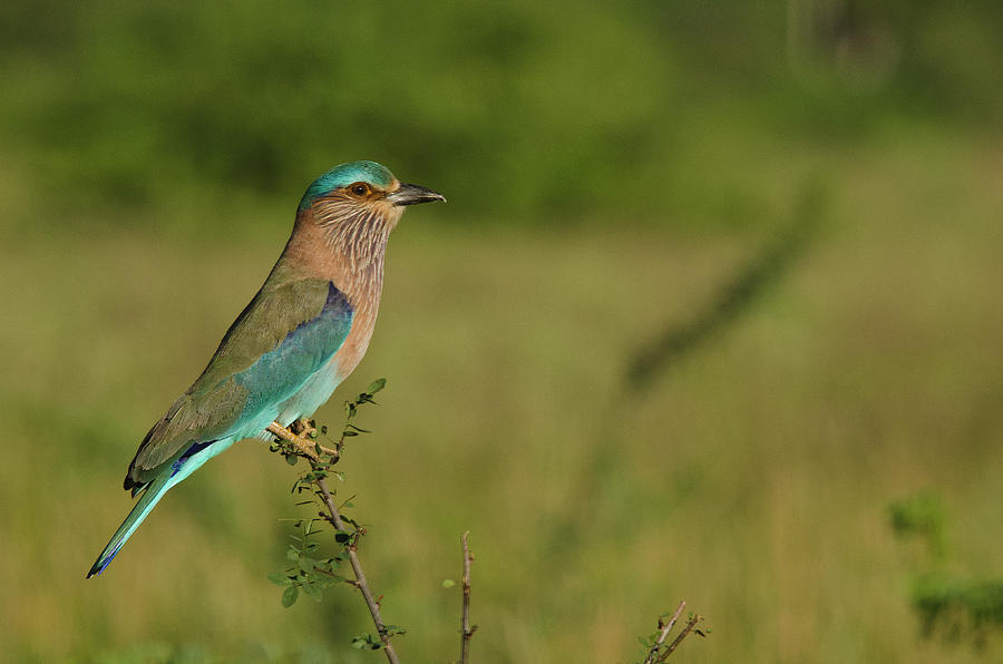 Indian Roller Photograph by Chaithanya Krishna Photography Indian Roller Photograph by Chaithanya Krishna Photography