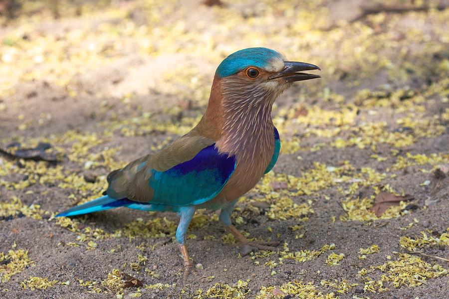 Indian Roller Photograph by David Beebe