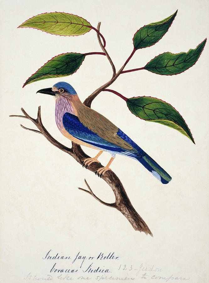 Indian Roller Photograph by Natural History Museum, London/science Photo Library