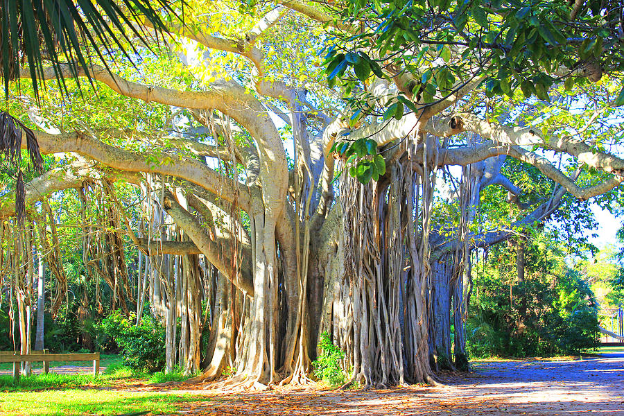 Indian Roots Photograph by Iryna Goodall - Fine Art America