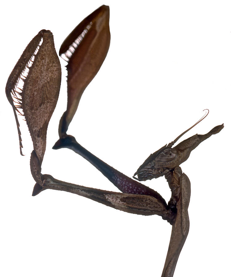 Wildlife Photograph - Indian Rose Mantis Gonglus gongylodes Wondering Violin Mantis 3 of 3 by Leslie Crotty