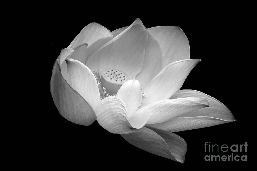 Indian Sacred Lotus in Black and White Photograph by Byron Varvarigos
