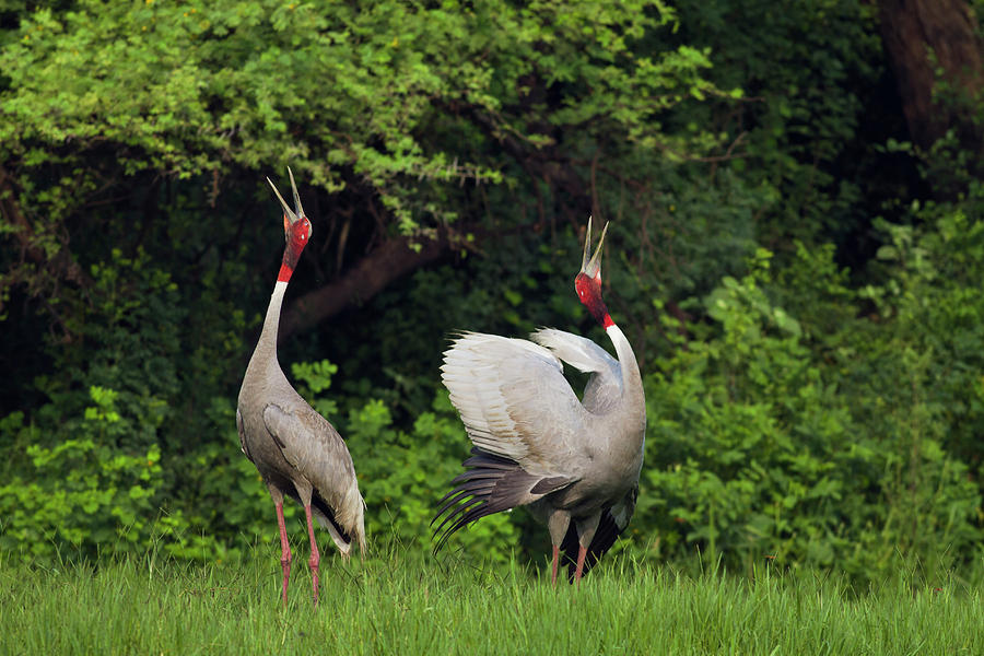 Indian Saras Crane, Giving Unison Call Photograph by Jagdeep Rajput ...