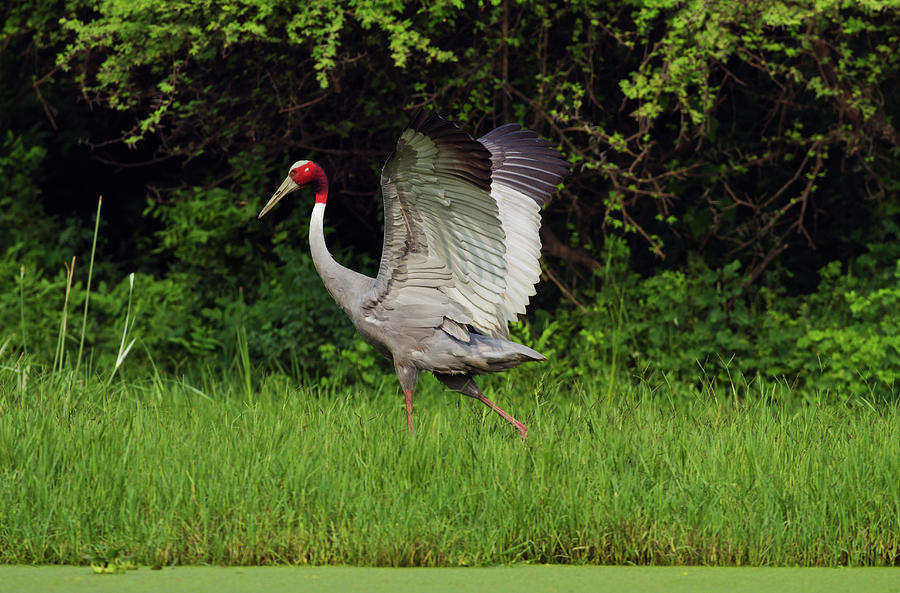 Indian Saras Crane, Walking Photograph by Jagdeep Rajput - Fine Art America