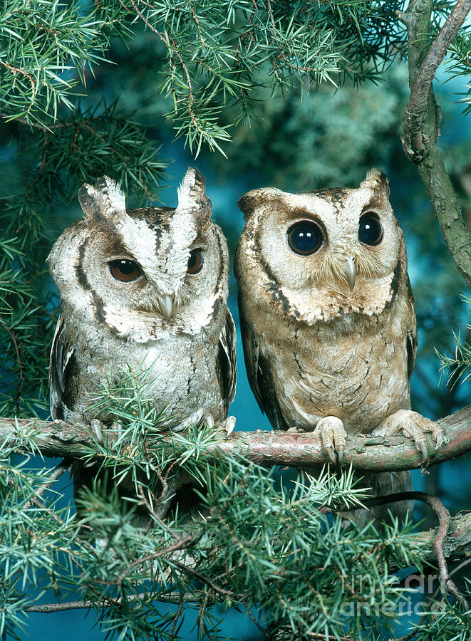 Indian Scops Owl Photograph by Hans Reinhard