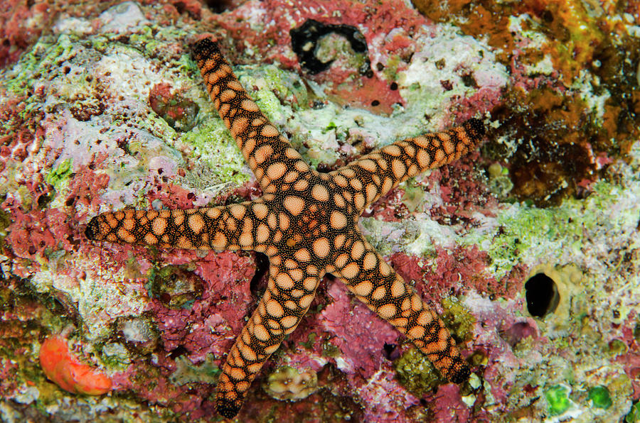 Indian Sea Star