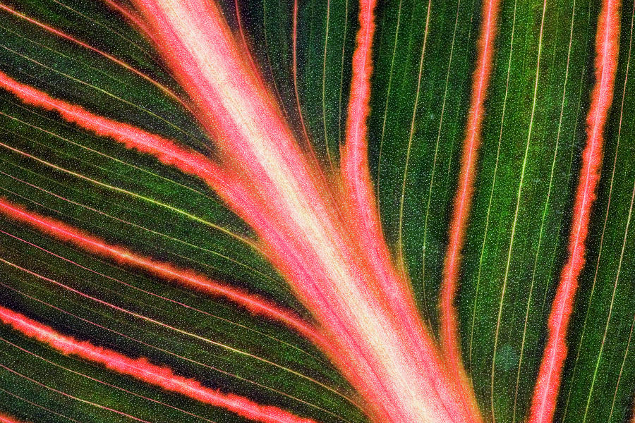 Nature Photograph - Indian Shot (canna durban) Leaf by Geoff Kidd/science Photo Library