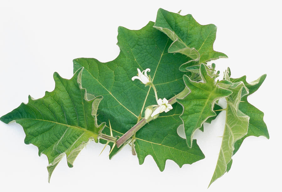 Indian Solanum Leaves Photograph by Th Foto-werbung/science Photo ...