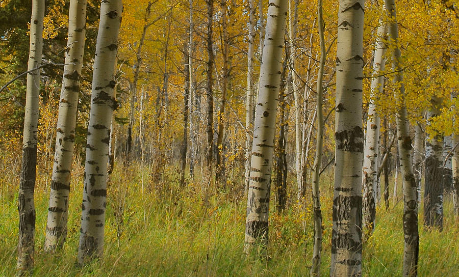 Indian Summer in Wyoming Photograph by Sara Kinney - Fine Art America