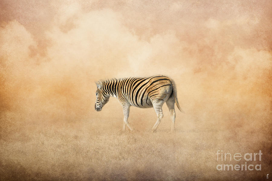 Indian Summer Zebra Photograph by Jai Johnson