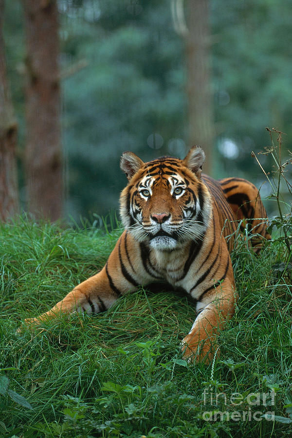 Indian Tiger Photograph by Art Wolfe