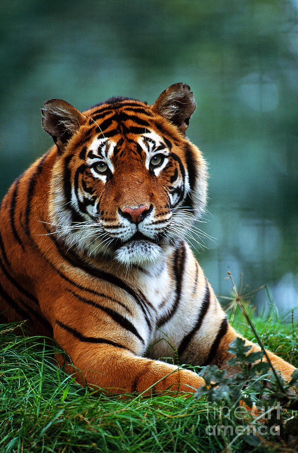 Indian Tiger Panthera Tigris Tigris Photograph by Art Wolfe