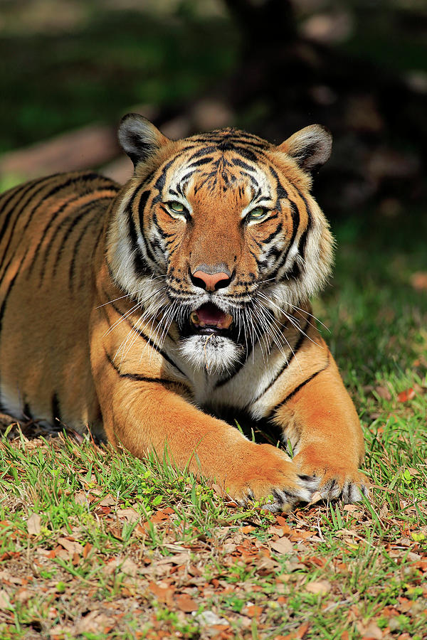 Indian Tiger Photograph by Tier Und Naturfotografie J Und C Sohns