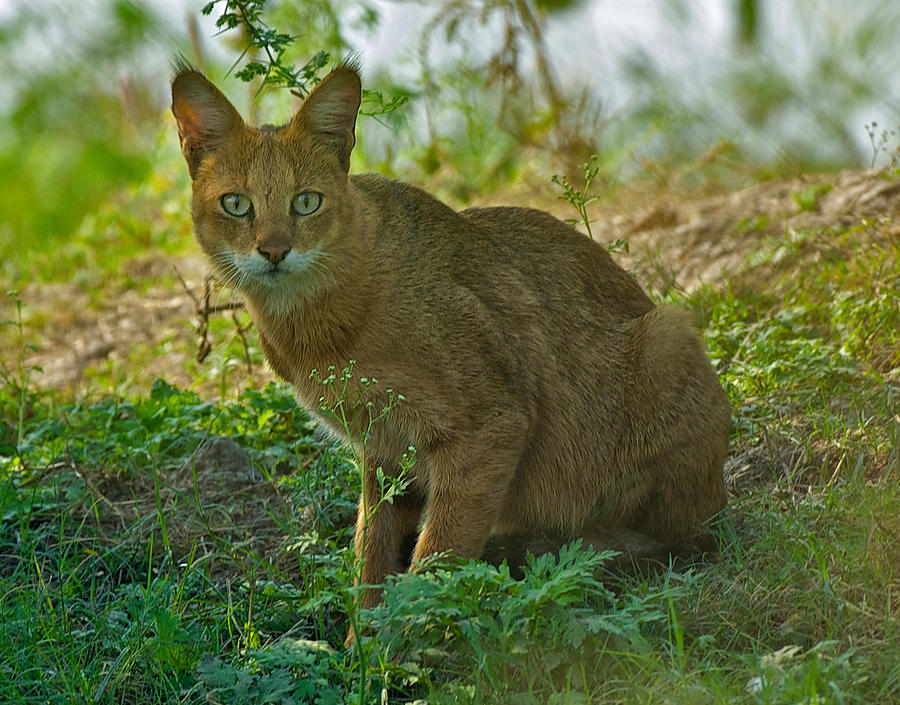 Indian Wildcat Photograph by Peter Boyer - Fine Art America